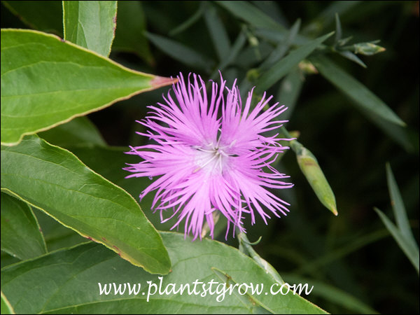 This Dianthus has very lacy petals on talll stems. (7/19)